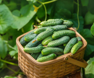 Nie wyrzucaj obierek z ogórka. Wykorzystaj je w ogrodzie