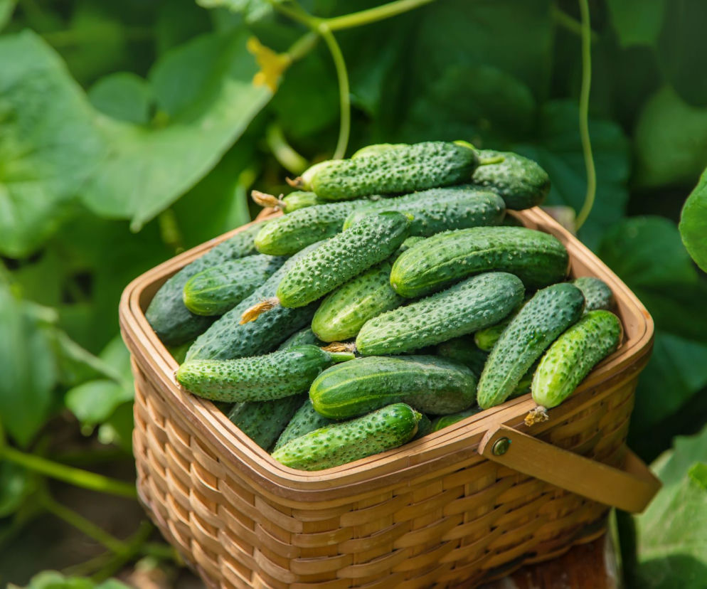 Nie wyrzucaj obierek z ogórka. Wykorzystaj je w ogrodzie