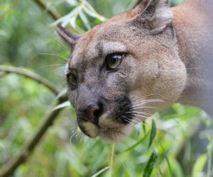 Trzymał w domu pumę. Został skazany
