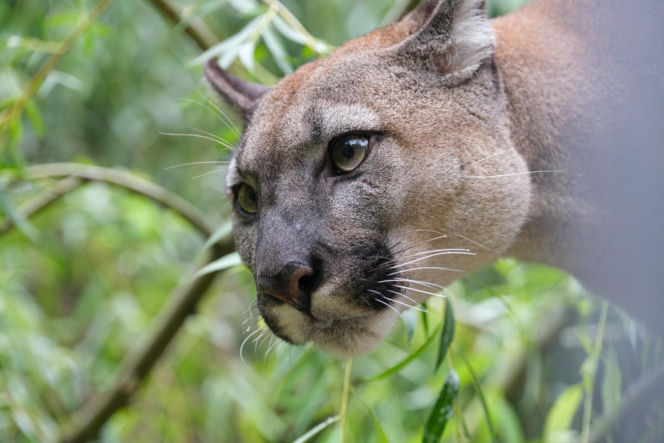 Trzymał w domu pumę. Został skazany