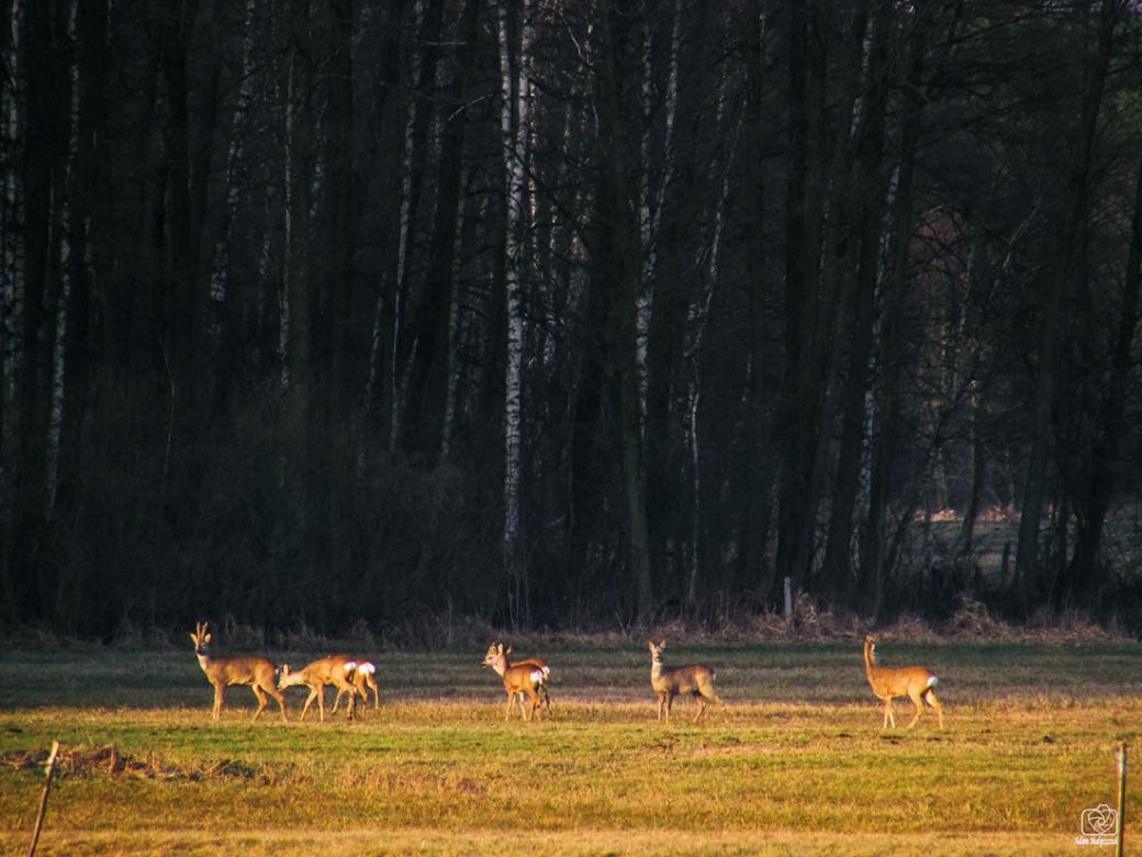 Wiosna na Podlasiu