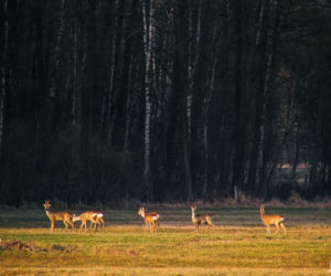 Wiosna na Podlasiu