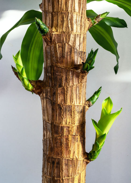 Dracena wonna