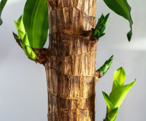 Dracena wonna