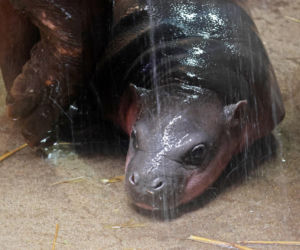 Wyjątkowe narodziny w gdańskim zoo! Na świat przyszła mała hipopotamka karłowata