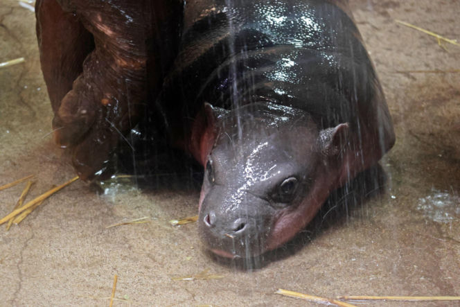 Wyjątkowe narodziny w gdańskim zoo! Na świat przyszła mała hipopotamka karłowata