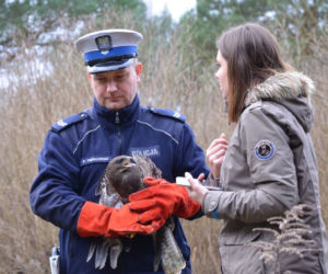 Piękny ptak wrócił na wolność! [ZDJĘCIA]