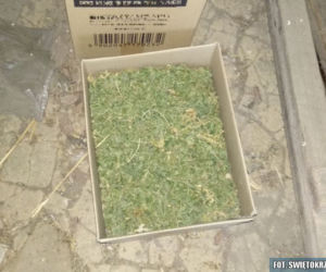 Wspólna akcja policjantów z Kielc i Grudziądza. Odkryli podziemną plantację