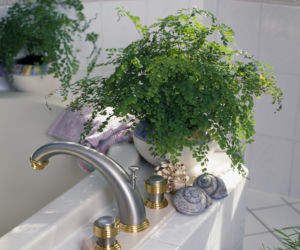 Adiantum