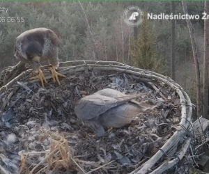 Zmiany u sokołów wędrownych! Borek wrócił do gniazda, zamiast Zdenki jest nowa sokolica. Jest też pierwsze jajo! [POSŁUCHAJ]