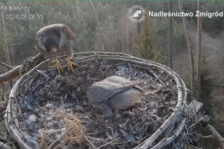 Zmiany u sokołów wędrownych! Borek wrócił do gniazda, zamiast Zdenki jest nowa sokolica. Jest też pierwsze jajo! [POSŁUCHAJ]