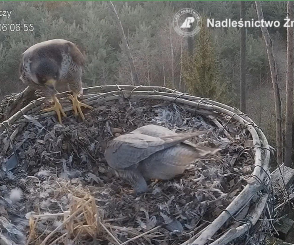 Borek i nowa samiczka w gnieździe zlokalizowanym w lasach koło Żmigrodu