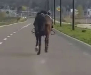 Zagalopował się na ulicach Świdnika. Policja prowadziła pościg za... osiodłanym koniem [ZDJĘCIA]