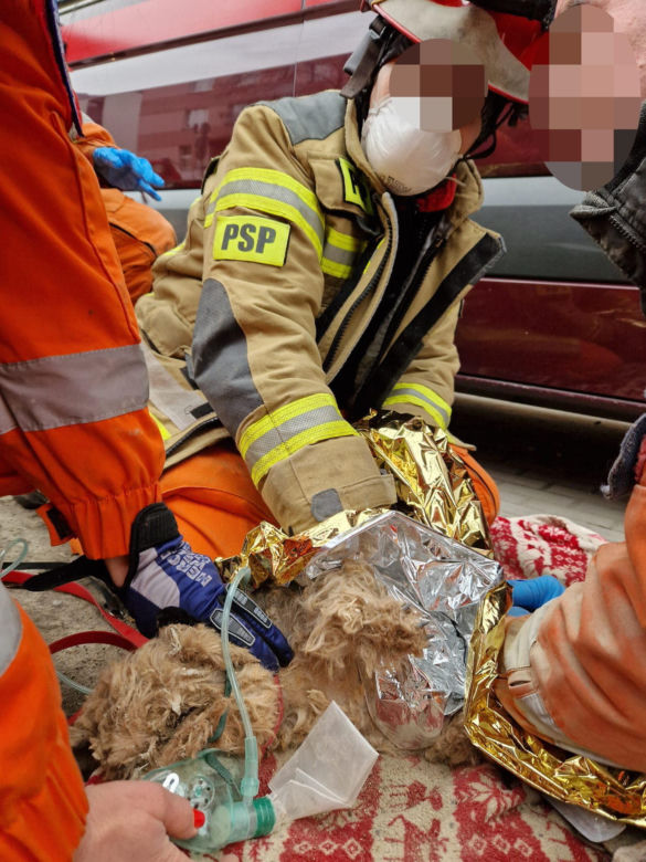 Maksiu cudem przeżył pod gruzami zawalonej kamienicy. Nie opuścił swojej pani 