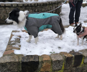 Spacer z pieskami w Lesznie