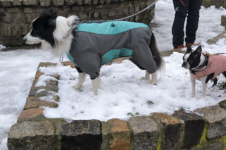 Spacer z pieskami w Lesznie