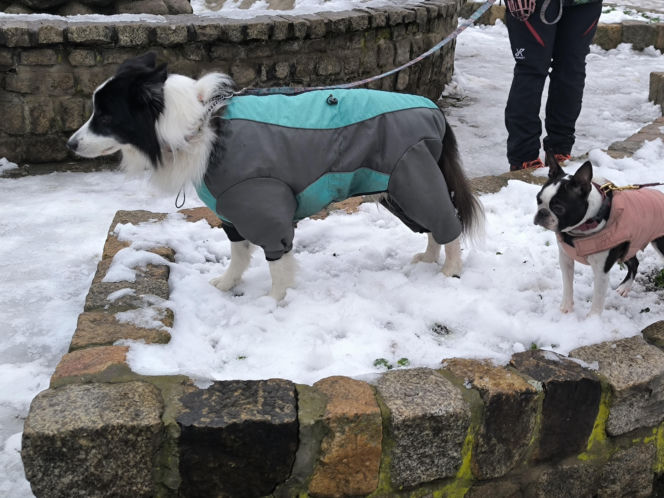 Spacer z pieskami w Lesznie