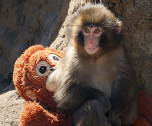 Odrzucona małpka Punch poruszyła cały świat. Po viralowym nagraniu zoo odwiedzają prawdziwe tłumy