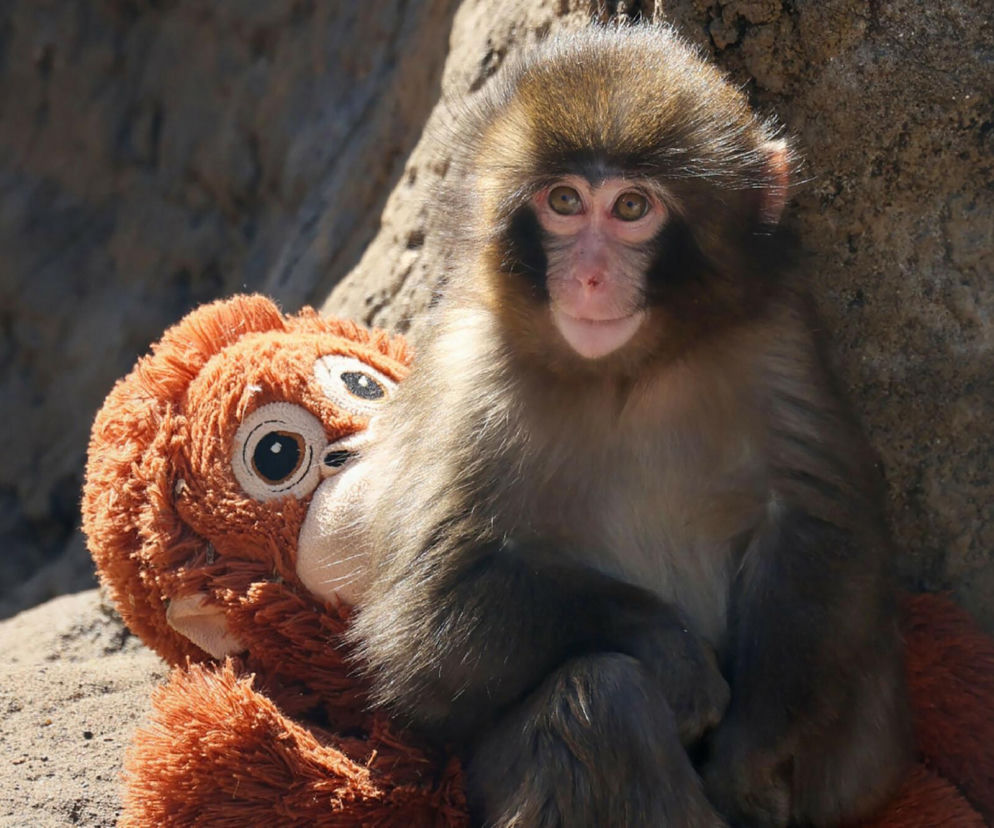 Odrzucona małpka Punch poruszyła cały świat. Po viralowym nagraniu zoo odwiedzają prawdziwe tłumy