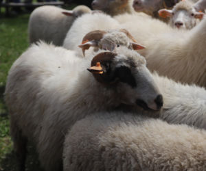 Wiosenny redyk w Ludźmierzu