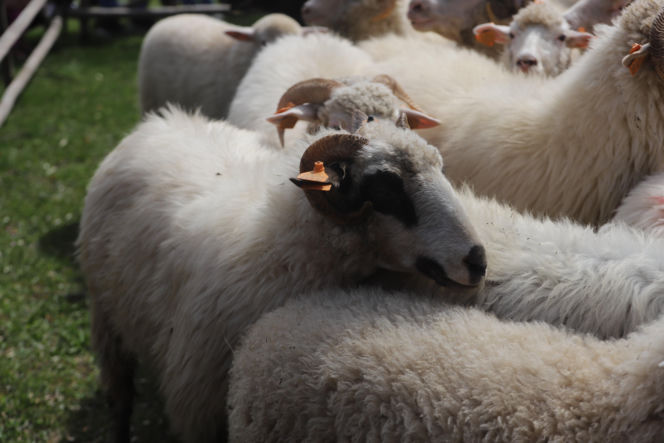 Wiosenny redyk w Ludźmierzu