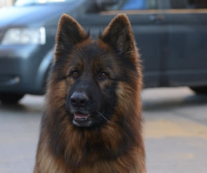 Komisarz Alex, 14 sezon. Nowy Alex (Ivo)