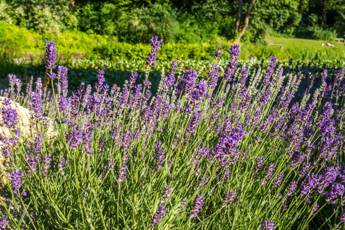 Lawenda wąskolistna (Lavandula officinalis)