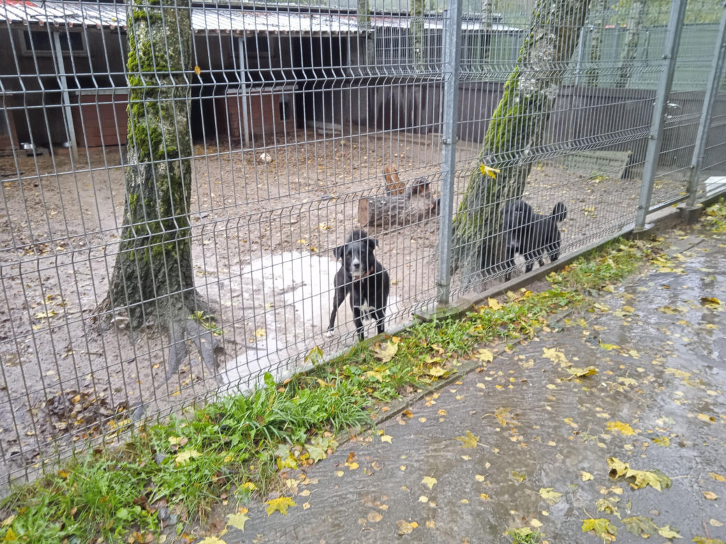 Schronisko dla Zwierząt w Olsztynie