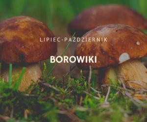 Kalendarz grzybiarza. Kiedy jest sezon na poszczególne grzyby?
