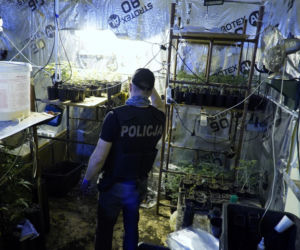 Nietypowe odkrycie policjantów z Bydgoszczy. Znaleźli plantację marihuany ukrytą za szafami! [ZDJĘCIA]