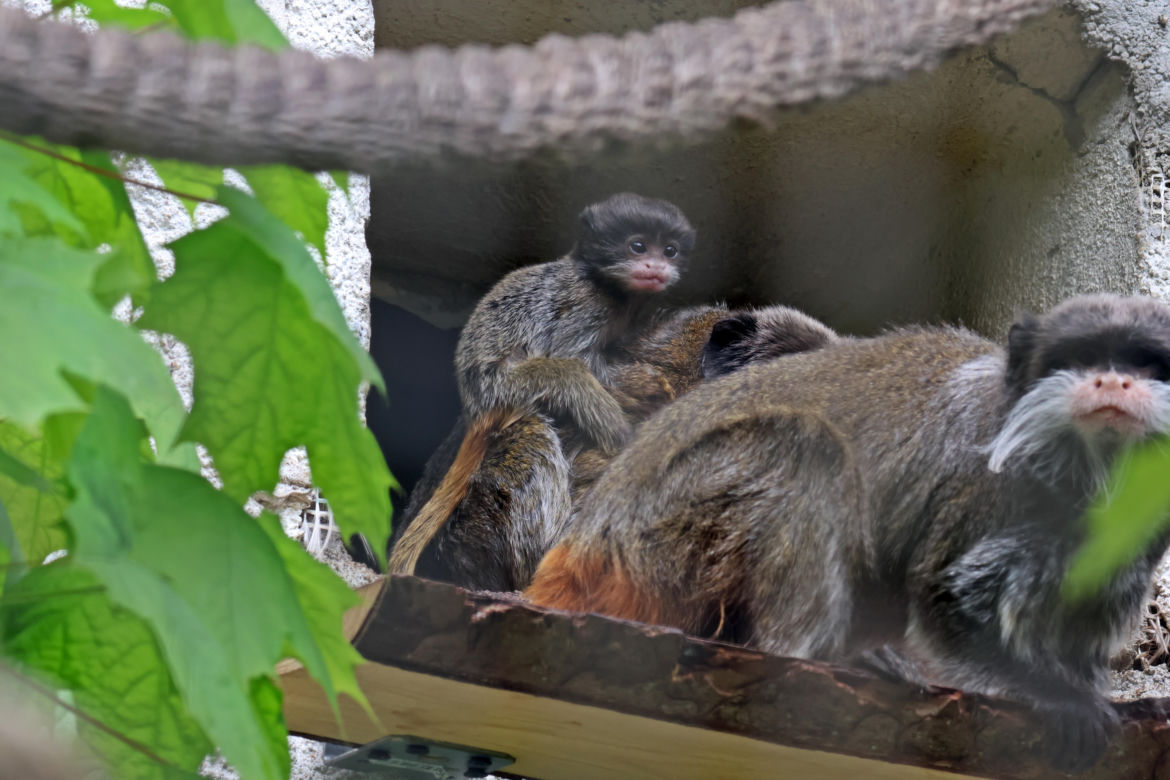 Tamaryna cesarska przyszła na świat w gdańskim zoo