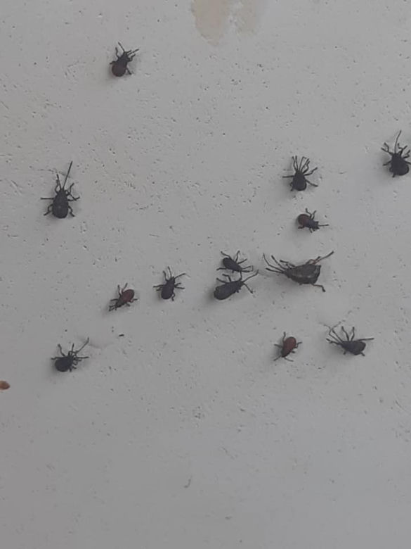 Zabrze: OBRZYDLIWE robactwo wpełza do domów. Uważajcie, to prawdziwa PLAGA!