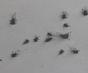 Zabrze: OBRZYDLIWE robactwo wpełza do domów. Uważajcie, to prawdziwa PLAGA!