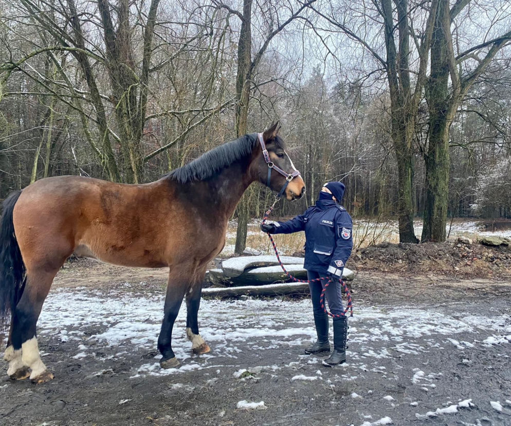 Nowy koń w policji w Szczecinie