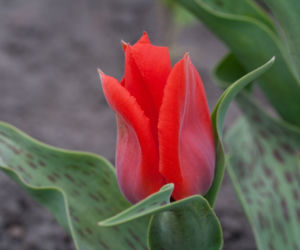 Tulipany Greiga