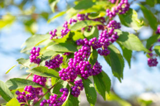 Pięknotka japońska - Callicarpa japonica