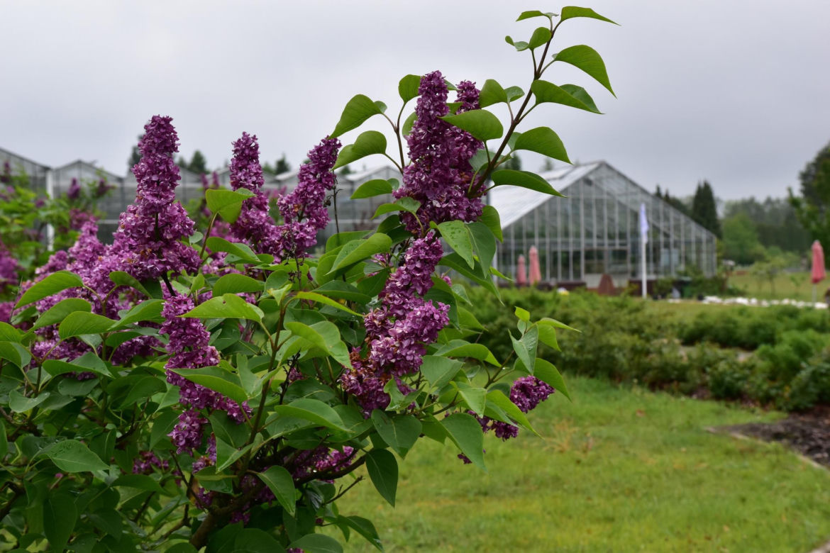 Ogród Botaniczny PAN w Powsinie