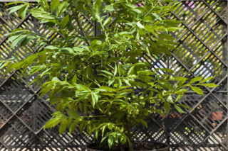 Trzmielina oskrzydlona ‘Fireball’ - Euonymus alatus ‘Fireball’