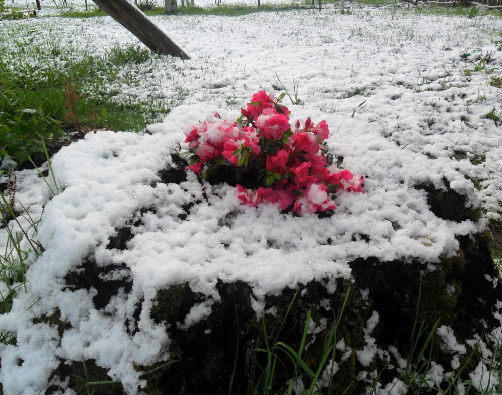 Zima w maju 2011 - zdjęcia Czytelników, Podlasie
