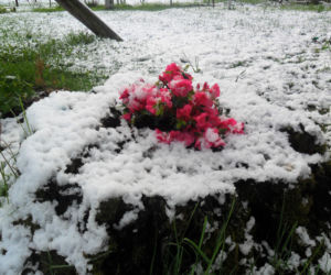 Zima w maju 2011 - zdjęcia Czytelników, Podlasie