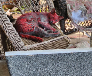 Czerwony kot budzi grozę. Służby ostrzegają: Zachowaj dystans