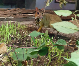 Oto nowi mieszkańcy ZOO w Poznaniu