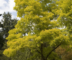 Robinia akacjowa 'Frisia' 