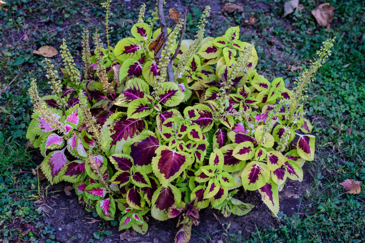 Koleus Blumego