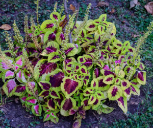 Koleus Blumego