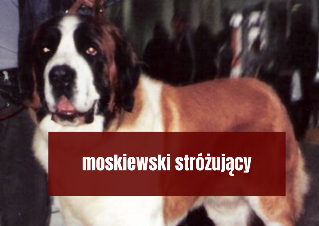 Na te psy musisz mieć zezwolenie! Zobacz listę najgroźniejszych ras w Polsce