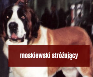 Na te psy musisz mieć zezwolenie! Zobacz listę najgroźniejszych ras w Polsce