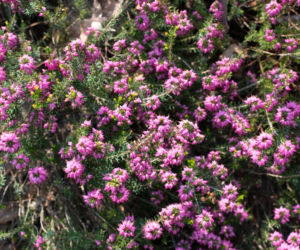 Wrzosiec krwisty 'Myretoun Ruby' 