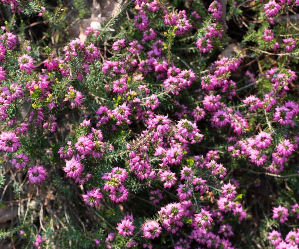 Wrzosiec krwisty 'Myretoun Ruby' 