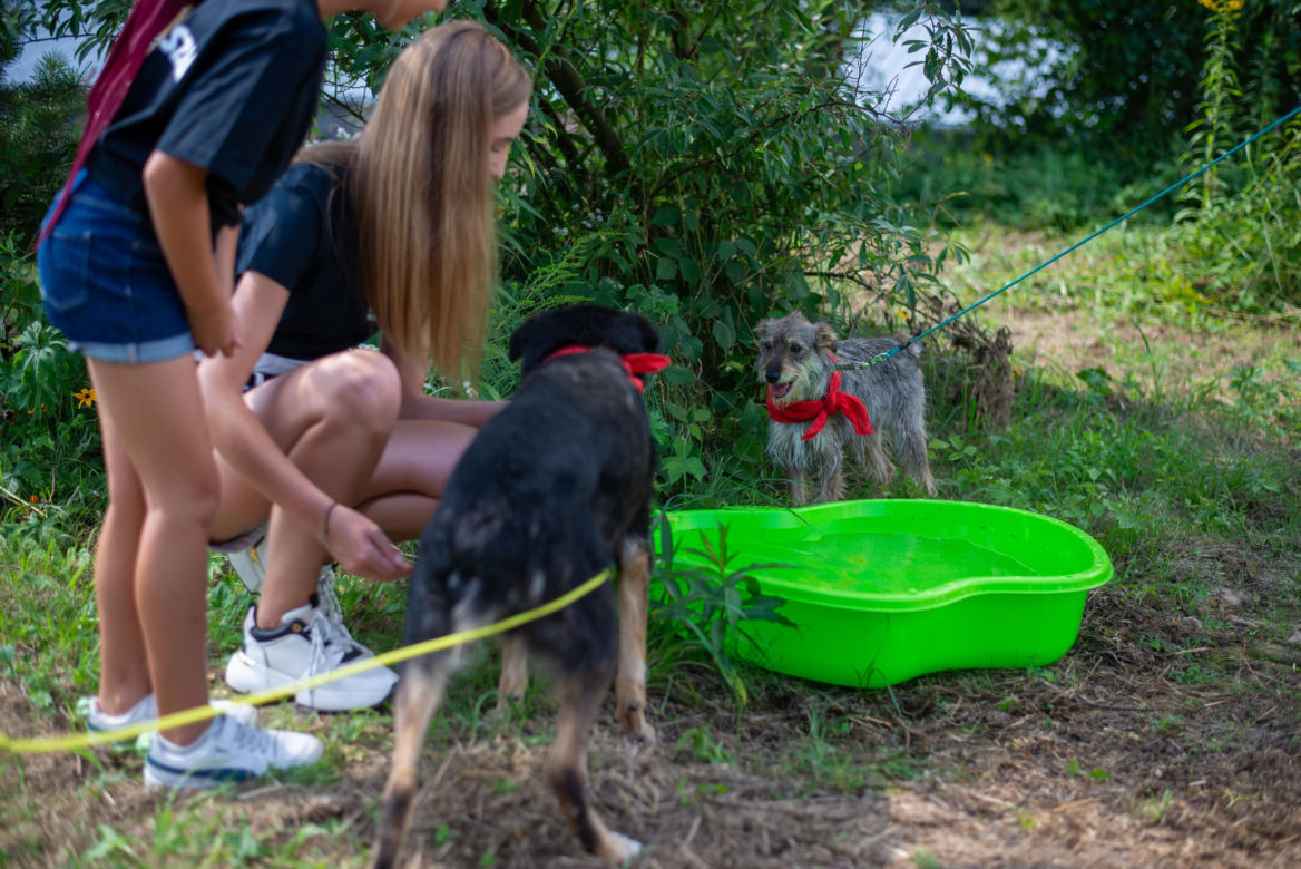 Wybieg dla psów w schronisku dla bezdomnych zwierząt w Zamościu